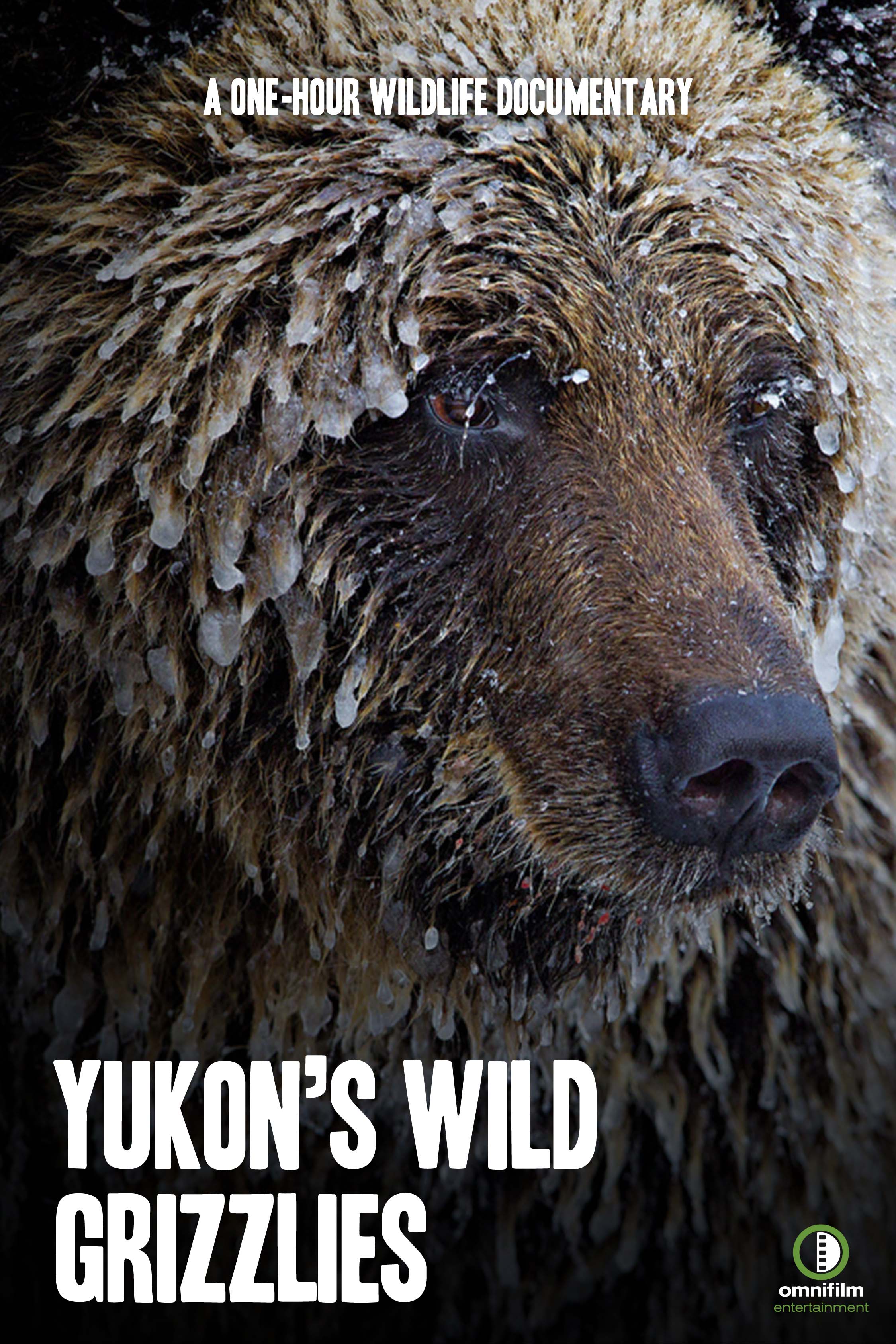 Лицом к лицу с гризли || Yukon's Wild Grizzlies (2021)