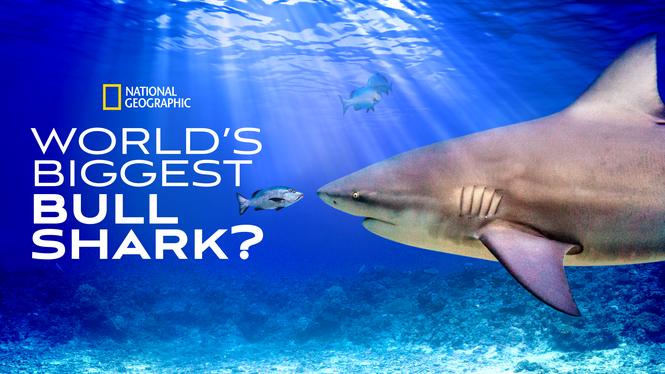 Самая огромная акула-бык || World's Biggest Bull Shark? (2021)