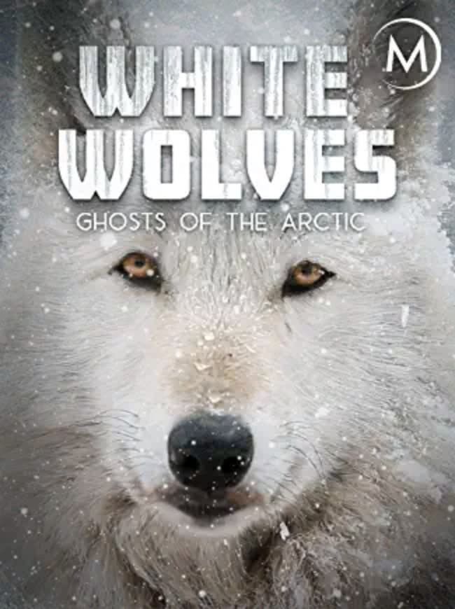 Білі вовки: привиди Арктики White Wolves: Ghosts of the Arctic (2017)