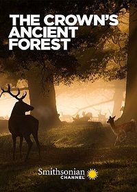Королевский лес || The Crown's Ancient Forest (2021)