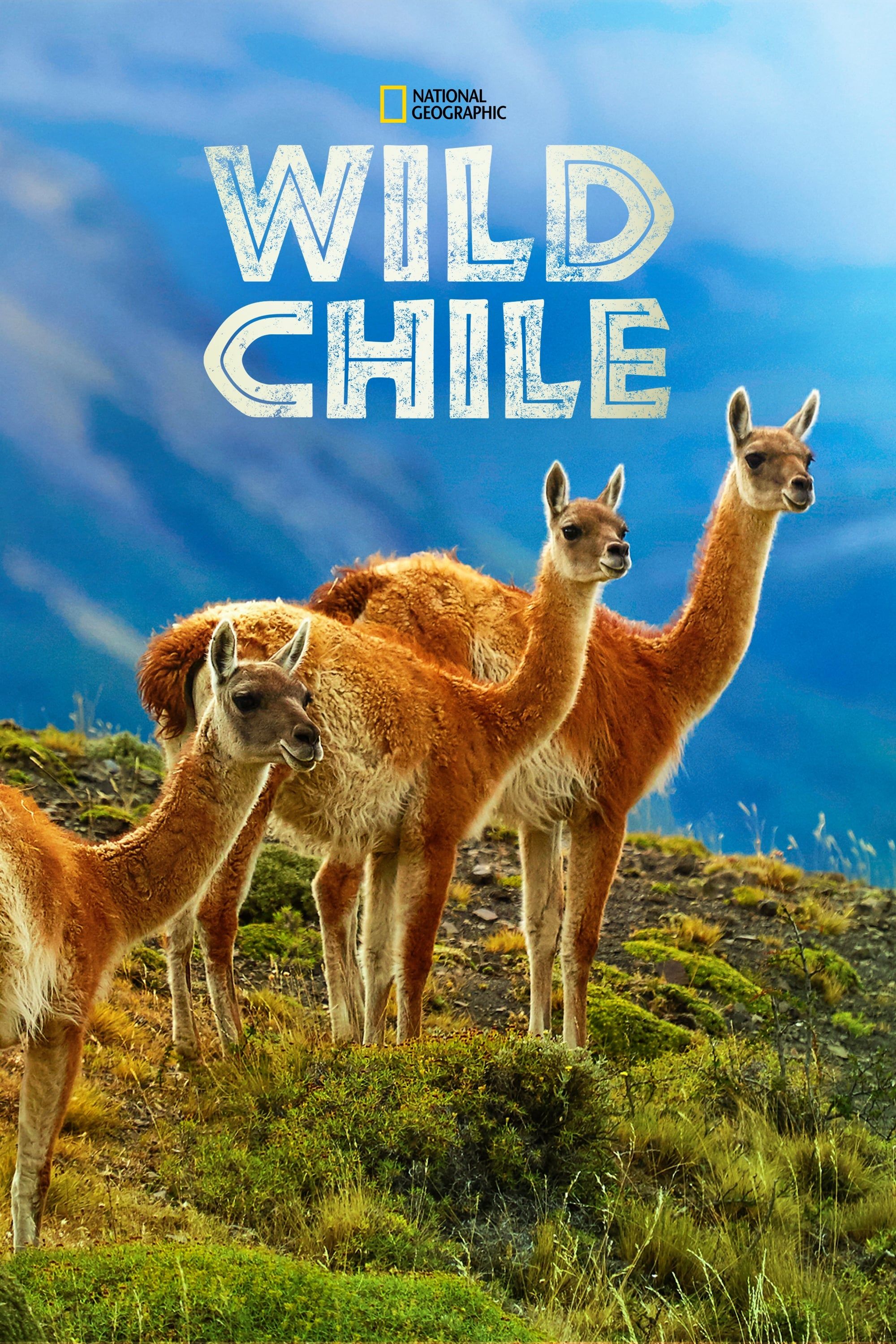 Дикая природа Чили || Wild Chile (2018)