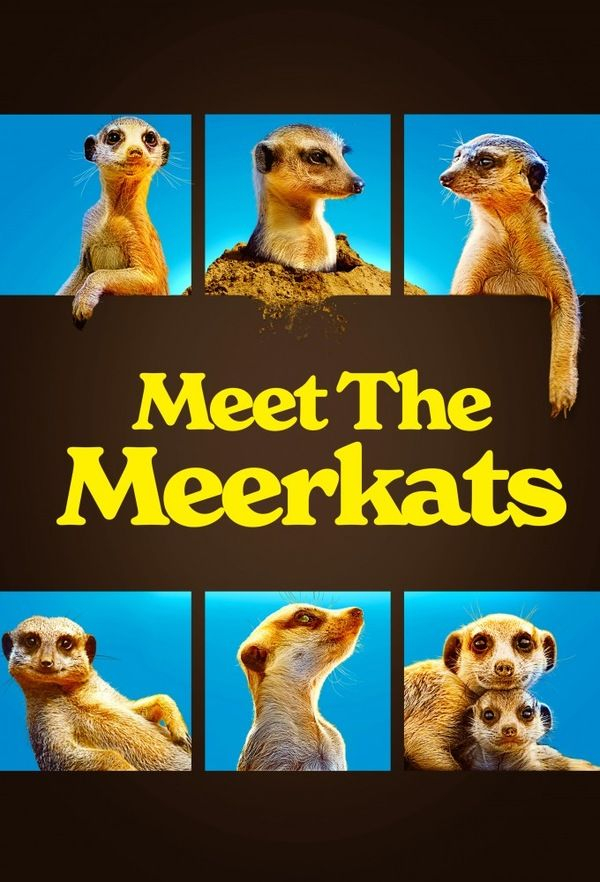 Знакомимся с сурикатами || Meet the Meerkats (2021)
