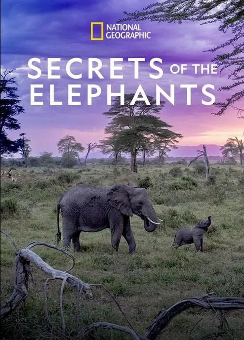 Тайны слонов || Secrets of the Elephants (2023)