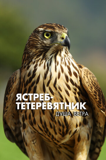 Ястреб-тетеревятник. Душа ветра || Goshawk, the Soul of the Wind (2009)