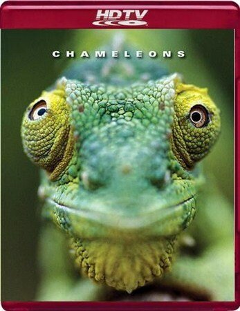 Хамелеоны мира || Chameleons of the world (2011)