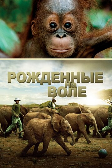 Рожденные на воле || Born to Be Wild (2011)