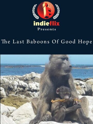 The Last Baboons of Good Hope (2007)
