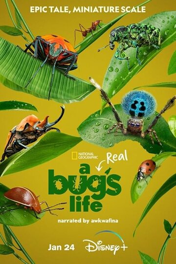 Настоящая жизнь жука || A Real Bug's Life (2024)