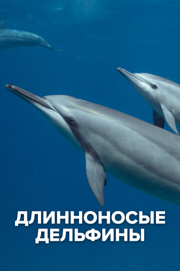 Длинноносые дельфины || Spinner Dolphins (2016)