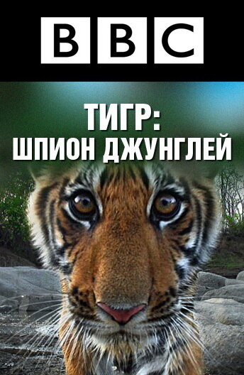 BBC: Тигр – Шпион джунглей || Tiger: Spy in the Jungle (2008)